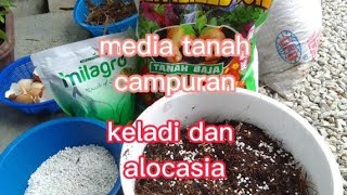 campuran media tanah, untuk tanaman keladi dan alocasia, cara yah 65