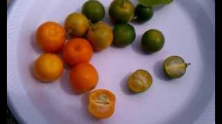 Weird Tropical Fruit -Philippine Calamansi - Calamondin