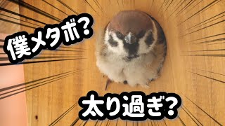 【最終形態】モフモフなふくら雀