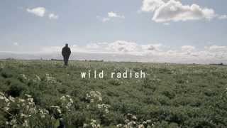 The Wild Radish Song