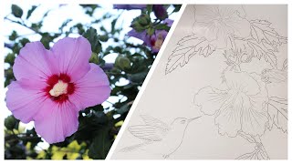 Chinese Brush Painting Gongbi Style  Rose of Sharon (Hibiscus)and Hummingbird Part 1木槿和蜂鸟中国工笔画#1