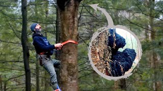 Harvesting 10 pounds of CHAGA (our largest harvest ever)