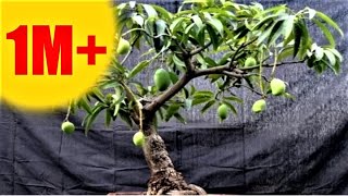 आम के पौधे से बोंज़ाई पेड़ कैसे तैयार करें - आपकी फरमाइश -AAM KE PAUDHE SE BONSAI KAISE TAIYAR KAREIN आम के पौधे से बोंज़ाई पेड़ कैसे तैयार करें - आपकी फरमाइश -AAM KE PAUDHE SE BONSAI KAISE TAIYAR KAREIN