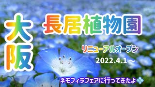 【大阪　長居植物園】ネモフィラフェアに行ってきた！長居公園内の長居植物園はこの春リニューアルオープン。開催中の満開のネモフィラ💠お花畑　春の青い花　アラカンGW お出かけ　住吉区　東住吉区　平野区