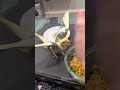 cockatiel તમને નૂડલ્સ માટે લડશે tiel નામનું loubert