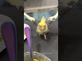 cockatiel તમને નૂડલ્સ માટે લડશે tiel નામનું loubert