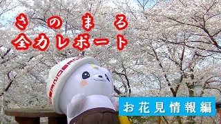 さのまる全力レポート（お花見情報編）