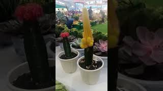 YELLOW CACTUS #shortvideo #cactus #yellowcactus