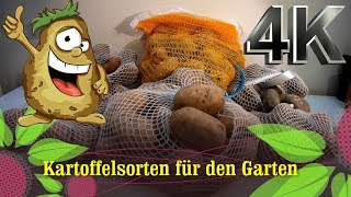 Kartoffelsorten für den Garten - Sarpo Mira, Linda und Purple Rain. Eine Empfehlung meinerseits