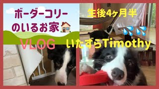 4ヶ月半のボーダーコリー/破壊行動/朝昼夜のお散歩