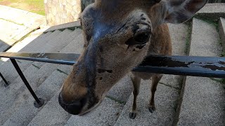 晴れた6月の奈良公園と鹿さん