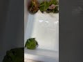 ご飯の時間です　アマゾンツノガエル　surinam horned frog　ceratophrys cornuta　 shorts shortsvideo