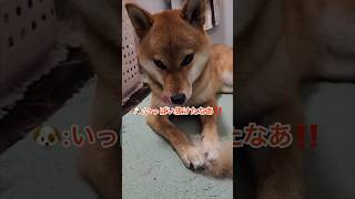 換毛期‼️いっぱい抜けたよ！ #柴犬コンちゃん #癒し動画 #dog #柴犬 #shorts