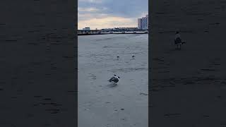 Seagulls and baby seagulls on the beach