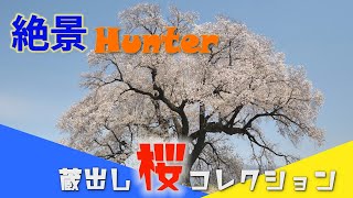 桜コレクション～今年は動画でお花見しましょう！