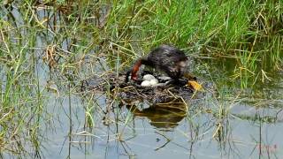 20160807小鷿鷈咬巢材孵蛋三枚@鰲鼓 Little Grebe Nesting