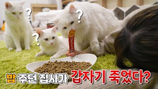 집사가 갑자기 쓰러질때 고양이의 반응은? | 고양이산책