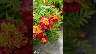 Time -lapse of marigold flowers 🍁 #song #flowersgarden #gardening #trendingsong #timelapse #blooming