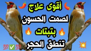 🔥أقوى علاج لصمت الحسون، #بتبتة حسون #جماعية نار على نار لتحفيز حسونك على التغريد، لن بصمت و لن يهدأ🔥