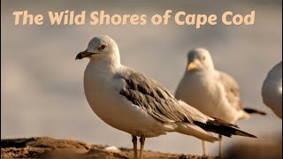 The Wild Shores of Cape Cod