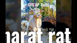 Subbu SVS AP bulls