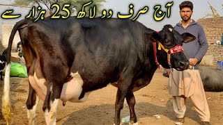 Rawalpindi | Top class 4 Australian freasian cows | Big Cows 2021 | Jani Best