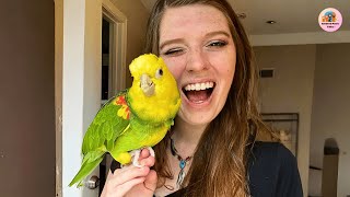 Blind and Broken, This Parrot Became a Fierce Protector of the Woman Who Saved