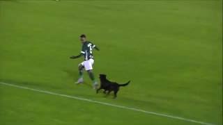 sahaya giren köpek, bir futbolcuyu kovaladı