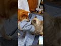 柴犬ポンちゃんと柴ねこコウタン　今日の小競合い　😸の圧強め 笑