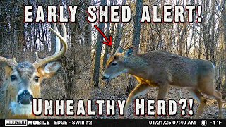 Why Bucks Are Dropping Antlers EARLY (And What It Means for Your Herd!)