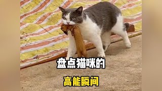 盘点猫咪的高能瞬间，难怪都说猫是老虎的师傅#猫咪