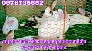 animal husbandry family animal husbandry ការចិញ្ចឹមសត្វ ចិញ្ចឹមសត្វជាលក្ខណៈគ្រួសារ