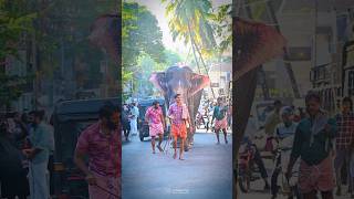 ഗുരുവായൂർ വലിയ വിഷ്ണു  #aana #elephant #shorts #guruvayoor