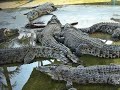 CROCODILE FARM ,JB,MALAYSIA