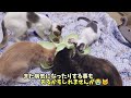 野良猫マリリンと子供達 保護から2ヶ月 新年を迎えました！