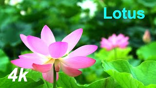 b40706 궁남지 연꽃 . 부여 가볼만한곳 . Lotus