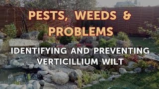 Identifying and Preventing Verticillium Wilt