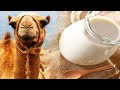6 Reasons You Should Start Drinking Camel Milk That Will Surprise You