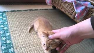 【子猫】飼い主のひざの上乗って甘えるかわいい子猫。