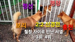 영월 국견 토종진돗개 서열3위 황구 평창 서열4위 불개 홍천, 황구 보리, 네눈박이 정선 2:2 철창 사이로 신경전