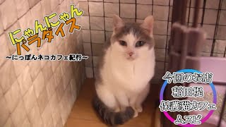 にゃんにゃんパラダイス ～にっぽんネコカフェ紀行～ 第170回/稲田堤・保護猫カフェムスビ