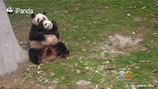 Panda Mom Wants To Hold Her Cub