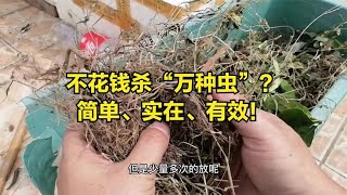 老农民偷偷告诉我的杀虫“方法”！不花钱，简单有效