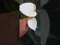 අංක 411බ්ලැක් u0026 වයිට් පැකේජයක් anthuriumwagawasinhala plants anthorium anthurium765647812 fypviral