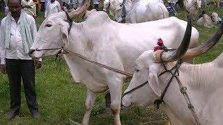 Khillari bullocks from Hebbala at 85 thousands