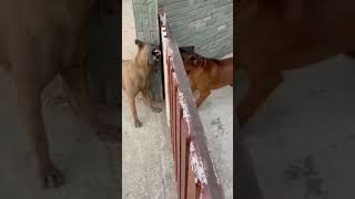 حال معظم الكلاب.  The bad behaviour of dogs