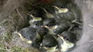 シジュウカラのヒナ 孵化15日目　くちばしをカチカチ