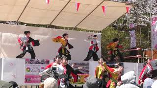 🔴秋田市千秋公園桜まつり【闘心乱華】秋田の高校生ヤートセチーム❗　2019年４月21日‼️