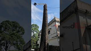 110 inch വണ്ണമോ 😳 | Mahogany tree cutting | Village Woodpecker | Safety items | Spike