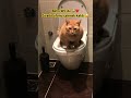 behlül wc de 😸👌🏻 kedi kediaşkı catlover cat smartcat